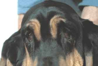 Bild Rassetypisches Ektropium bei einem Bloodhound